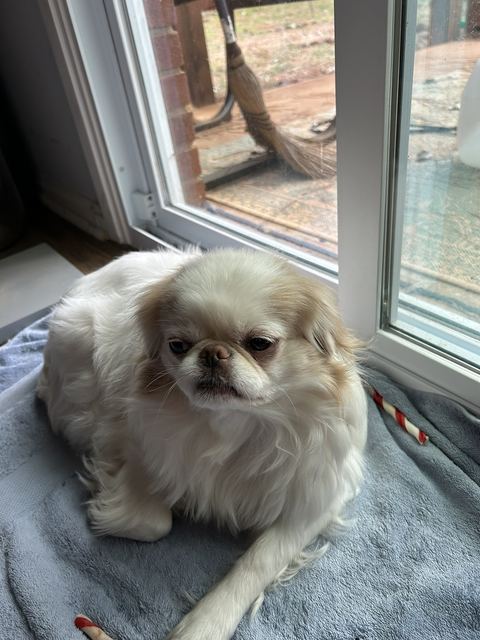 Pumpkin the Japanese Chin