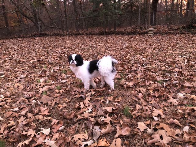 Zora the Japanese Chin looking at the camera